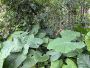 角马与斑马的趋同进化：草原适应的蛋白质组...