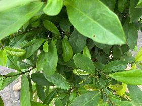 2026年农村养老保险跨省市转移接续的...