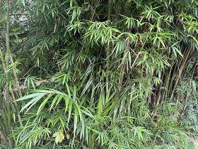 蒲公英根泡水喝的功效和作用是什么