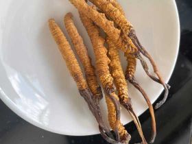 呼和浩特冬蟲夏草高價回收-專業回收蟲...