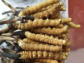 平頂山冬蟲夏草回收價格一般是多少|(zhì)禮品...