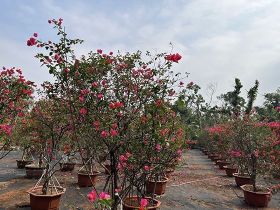 轻量级居家放松技巧如何帮助舒缓经期身体紧...