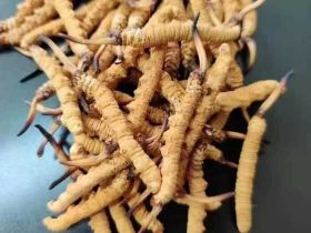 临安收购冬虫夏草商家-虫草上门回收报价