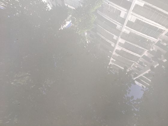 馬蹄蓮為何成為婚禮圣花？追溯其“純潔象征”背后的跨文化淵源