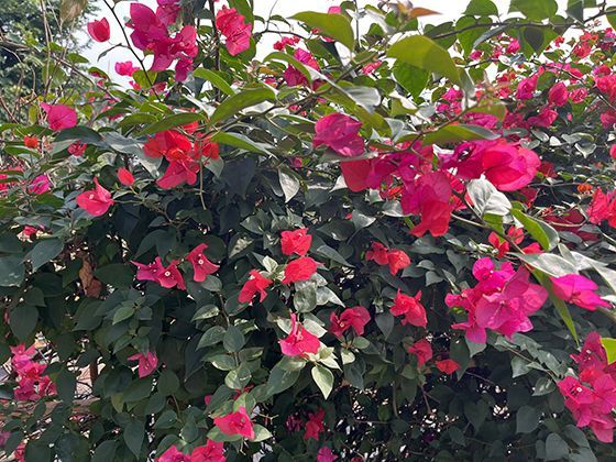 在野外或偏远地区活动时，有哪些方法可以增强手机信号寻求帮助？