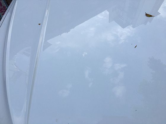 菠蘿“聚花果”真相：50-200朵小花如何融合成一個果實？