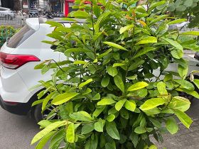 小發財樹和大發財樹怎么選？生長特性+養護...