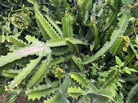 海白菜与海洋生物共生关系：隐藏的生态协作...