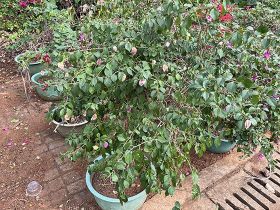 Python包管理工具之uv的使用详细指...