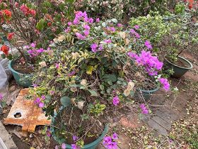 迷迭香的生物学特征解析：叶片结构、芳香成...