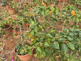 长期饮用桶装水，水桶材质是否存在潜在的健...