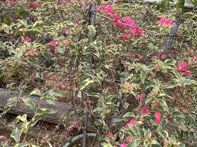 近期金价波动较大，作为消费者应该如何理性...