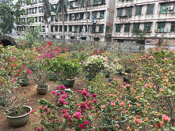 農業國補繼續發放引熱議：種糧大戶vs小農戶的補貼公平性博弈