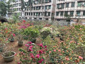 拯救“禿頭”鐵線蕨：剃頭重生操作指南與耐...