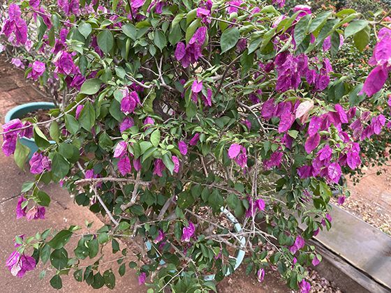 劳动合同中关于“培训服务期”与违约金的约定是否合法