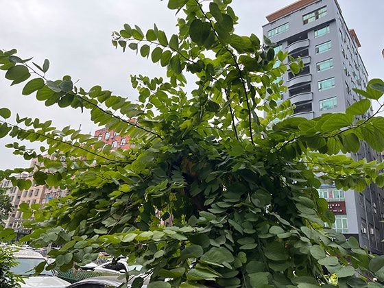 城市湖泊里的天鹅：人工喂食如何改变其自然觅食行为？
