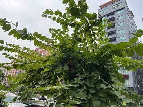 城市湖泊里的天鹅：人工喂食如何改变其自然...