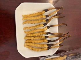 荆州冬虫夏草回收价格一般是多少-高价回收...