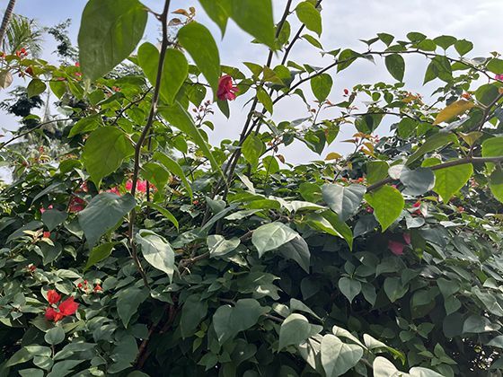 2026年灵活就业社保缴费基数如何选择更合适，高低档位对将来养老金影响大吗？