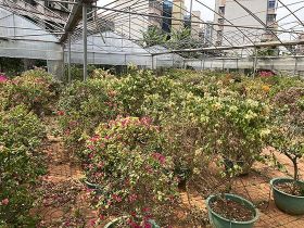 使用数字人民币支付并开具的电子发票，是否...