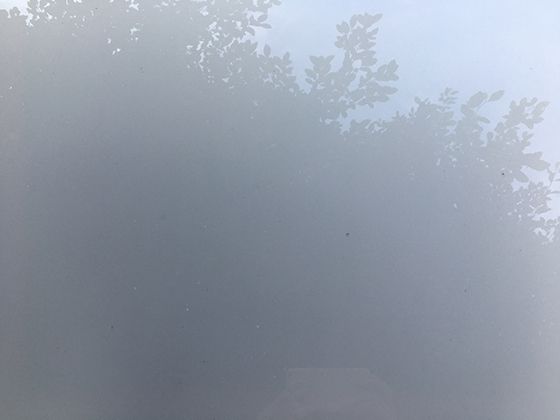 綠蘿為什么適合懶人養？耐陰特性與空氣凈化功能全解析
