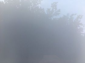 綠蘿為什么適合懶人養？耐陰特性與空氣凈化...