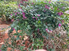 用人单位是否有权在入职体检中要求检测H...