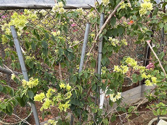 2026年非户籍生入学，从办理居住证到实际报名有哪些完整时间线与步骤？