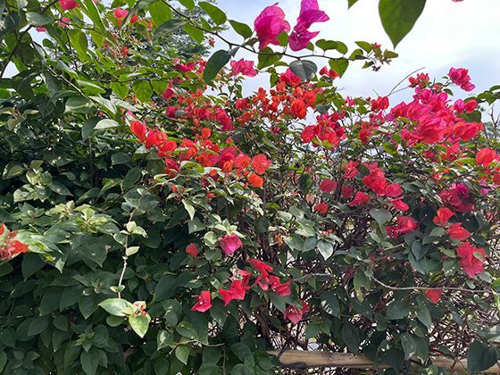 2026年自动驾驶出租车的安全记录如何，主要事故原因有哪些？