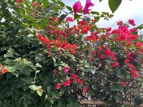 2026年自动驾驶出租车的安全记录如何...