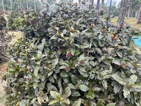 石龍芮與芹菜竟是“遠(yuǎn)親”？毛茛科家族的基...