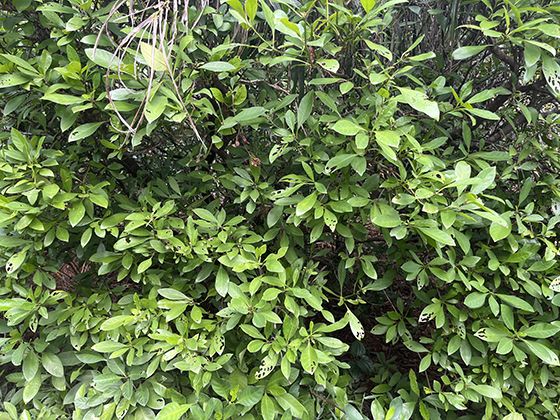 辭職報(bào)告怎么寫(xiě)？有特定的模版嗎？
