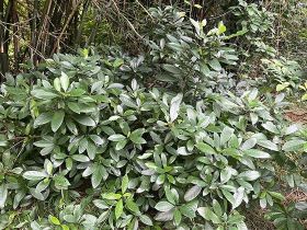 多子女家庭在2026年申请育儿补贴时有哪...