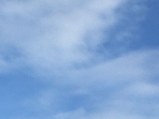 田野間的春日信號燈：觀察泥胡菜萌發與開花對當地物候期的指示作用