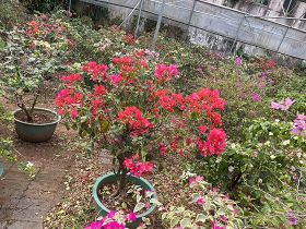 香菇菌絲體合成可降解塑料：PHA產量達細...