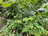 四川九寨溝“五彩池”的“鈣華陷阱”：碳酸鈣沉積形成堤壩，為何卻讓湖泊更脆弱？