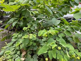 四川九寨溝“五彩池”的“鈣華陷阱”：碳酸...