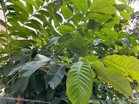 对于不擅长使用智能手机的老年人，扫码点餐...