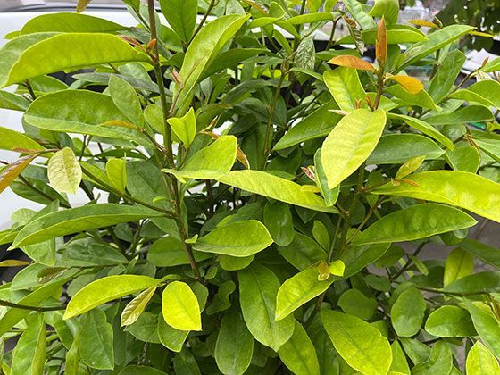 2026年种粮与生态平衡：农田生物多样性保护