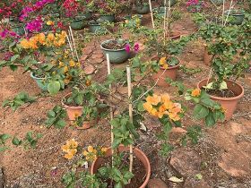 职工主动提出解除劳动合同，当年未休的年休...