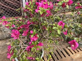 男方家庭因支付彩礼导致生活困难，在什么情...