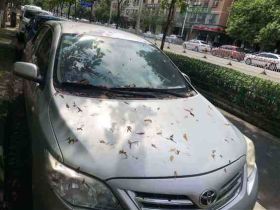 江門二手車回收|汽車轉讓，專業上門收車