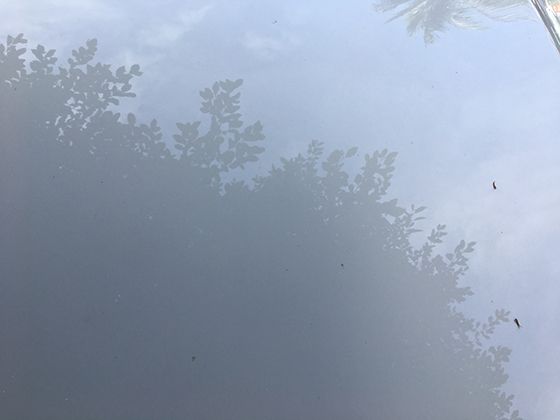 楊桃五角星切片的數學密碼：斐波那契螺旋與果實生長的幾何博弈