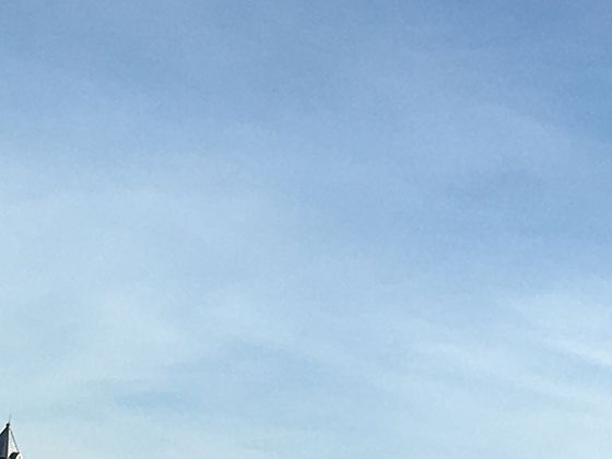 勿忘我花瓣永不褪色的秘密：花青素糖苷化穩(wěn)定機(jī)制解析