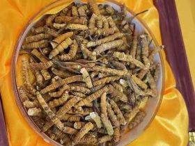 玉树冬虫夏草上门回收电话-回收虫草电话