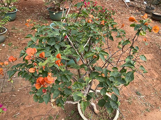 如何分辨孕期体重增加来自脂肪、水肿还是胎儿成长