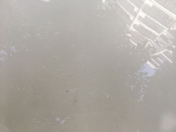 蔊菜維生素C含量揭秘：不同生長階段的營養成分動態變化研究