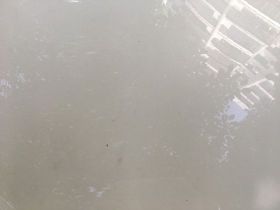 空心菜的生長日記：揭秘這種綠葉蔬菜從播種...