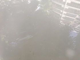 木繡球怎么養才多開花？掌握這3個養護要點...