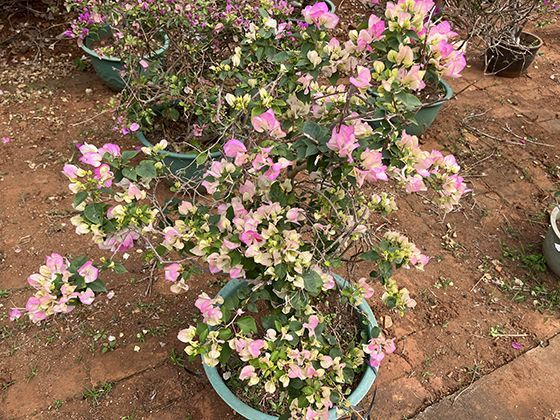 Python实现Word文档自动化排版的完整流程